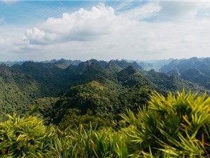 Tiêu chuẩn quốc gia cho tín chỉ carbon rừng: Giải pháp giảm chi phí cho thị trường Việt Nam?